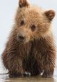 Cub You can find a variety of related to the subject of Cub on a variety of platforms. From the cute and playful of a