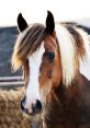 Caballo The of a horse galloping echoes through the prairies, each hoof hitting the ground with a rhythmic thud. The wind