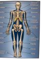 The Bones The Bones, the fundamental structure on which our bodies are built. The of bones creaking and cracking as we