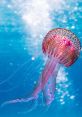 Jellyfish The pulsating of a jellyfish rave filled the underwater world, creating a mesmerizing symphony of clicks, pops,