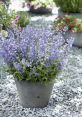 Nepeta Nepeta Core is a that immediately transports you to a serene and calming place, much like the herb itself. The