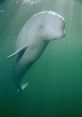 Beluga Beluga Eugene, a well-known marine biologist, has spent countless hours studying the graceful and intelligent