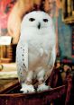 Hedwig As soon as you hear the opening notes of "Hedwig's Theme," you're instantly transported to the magical world of Harry