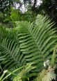 Bracken The eerie silence of the forest was suddenly shattered by a loud "Bracken Neck Snap". The , like a sharp crack of