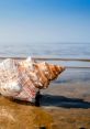 Horse Conch The giant horse conch weighs over 11 pounds, making it one of the largest species of sea snails in the world.