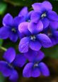 Violet The first that comes to mind when thinking of Violet is the sweet and gentle voice of a young girl calling out,