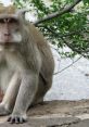 Macaque Macaques are known for their vocalizations, which can vary depending on the species and the situation. One that