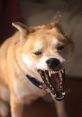 Dog Growling The deep rumble of a dog's growl is a that can strike fear into the hearts of even the bravest souls. It is