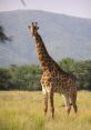 Giraffe From the depths of the savannah, a guttural cry echoes through the tall grasses. The is haunting, mournful, and