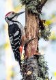 Woodpecker The distinctive of the Domosplace Woodpecker echoes through the forest, its rhythmic tapping reverberating off