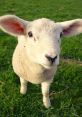 Oveja The first that comes to mind when thinking about Oveja is the of the gentle bleating of sheep. Oveja, the Spanish