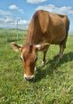 Brown cow grazing on lush green grass under a blue sky, representing farm life and sustainable agriculture.