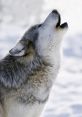 Wolf Howl If you are looking for a classic of a wolf howl, then the Wolf Howl Classic is the perfect choice for you.