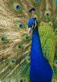 Vibrant peacock displaying iridescent blue and green feathers with striking eye patterns, showcasing its majestic beauty.