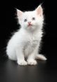 Little Cat The first that fills the air is the gentle purring of a Little Cat. Soft and rhythmic, like a soothing