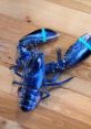 Blue Lobster The of "BLUE LOBSTER" echoes through the depths of the ocean, a mysterious and enigmatic call that draws in