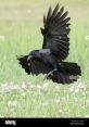 Crow The of "Attacktivate" rang out like a battle cry, piercing through the air with a sense of urgency and determination.