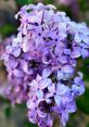 Lilac The of "Lilac, Lilac" evoke a sense of elegance and beauty. The word "lilac" itself conjures images of delicate