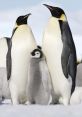 Pinguins The Dance of the Penguin is a mesmerizing melody that transports listeners to the icy landscapes of the