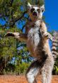 Lemur standing in Madagascar's lush landscape, showcasing its distinctive fur and expressive eyes under a clear blue sky.