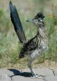 Road Runner The distinctive call of the Road Runner is a that many associate with the iconic cartoon character. The