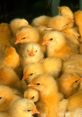 Chicks The chirping and peeping of chicks fill the air with a delightful symphony of . As they scurry around their nest or