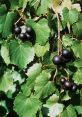 Black grapes growing on lush green vine leaves, showcasing natural beauty and healthy vine cultivation practices.