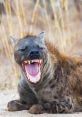 Hyena Laugh The of a hyena laugh is unmistakable. It is a cacophony of wild cackles and barks that echo through the African