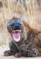 Hyena Laugh Soundboard
