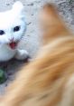 Angry white cat with blue eyes growls at an unseen orange cat, capturing a moment of feline confrontation outdoors.