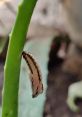 Larva Larva, the juvenile form of insects such as butterflies and beetles, are fascinating creatures that often go unnoticed