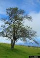 Sandlewood The tranquil whispers of the breeze carried the Aparakeethi Whistle through the air, creating a melodious