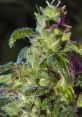 Close-up of vibrant cannabis buds with trichomes, showcasing their lush green and purple hues for marijuana enthusiasts.