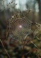 Spider Web The of "boo" echoed through the dark, dimly lit room as I watched the Game Grumps play a video game on my