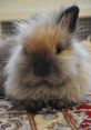 Fluffy baby bunny resting on a colorful rug, showcasing its adorable features and soft fur, perfect for pet lovers.