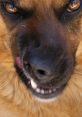 Aggressive dog showing teeth with intense stare, embodying the spirit of "You Kick My Dog" theme in a striking close-up.