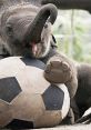 Playful baby elephant enjoying a soccer ball, showcasing hilarious antics that will bring a smile and funny laughs.