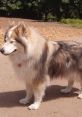 Playful fluffy dog with closed eyes basking in the sun at a park, exuding a charming and funny personality.