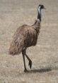 Emu "Ha bu rizeye emucen vefat ettu, Emú." These haunting words echoed through the Australian outback, announcing a somber