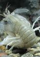 Transparent marine creature with distinct segmented body and long antennae, often found in ocean habitats and ecosystems.