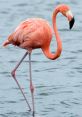 Flamingo The distinctive of a Flamingo announcement echoes through the virtual world, signaling the arrival of a new