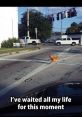 A chicken confidently crosses the street with a humorous caption about waiting for this moment in life.