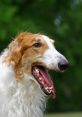 Borzoi Borzoi, Borzoi Do It For You The Borzoi is a majestic and elegant breed of dog that is known for its grace and