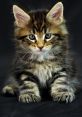 Gatti The of "Gatti" fills the room, a playful and mischievous meow that instantly brings a smile to your face. It's the 