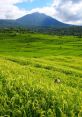 Rice Fields The rice fields are a source of beauty and sustenance, providing a peaceful backdrop to the daily lives of those