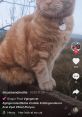 Cat Tiktok If you're a fan of Cat Tiktok, then you're probably familiar with some of the popular that have taken the