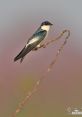 Swallow When you hear the of "Toppa SWALLOW," it conjures up images of something being consumed with a purpose. The word