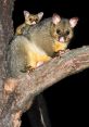 Possums Possums are fascinating creatures known for their nocturnal habits and unique vocalizations. From guttural grunts to