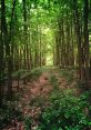 Bosque The surrounding the Bosque are like a symphony of nature, with each note harmonizing with the next. The first 