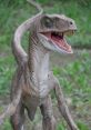 Velociraptor The eerie of a Velociraptor ghjk echoes through the dense jungle, sending shivers down the spines of anyone